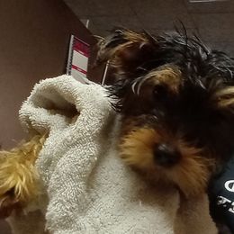 Yorkshire Terrier Puppies from Melody & Gingers Yorkies
