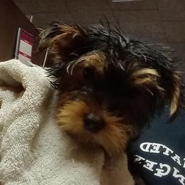 Yorkshire Terrier Puppies from Melody & Gingers Yorkies