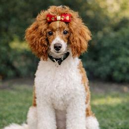 McKenzie - Poodle