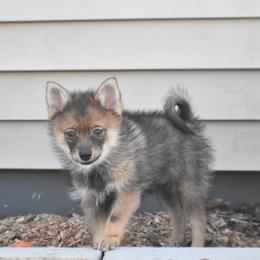 Grim - Wolf sable male Pomsky puppy in Boonville, Indiana from Elysian Pomskies