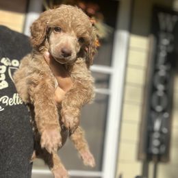 Octavia - Apricot female Poodle puppy in Wolf Creek, Oregon from Dejah Bleu Kennels
