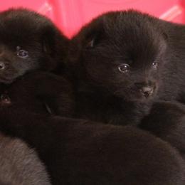 Schipperke Puppies from Walking Hart Schipperkes
