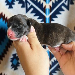 American Corgi Puppies from 5H Corgis