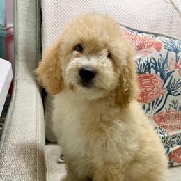 Prince - Cream male Goldendoodle puppy in Pensacola, Florida from Goldendoodles Love You in Pensacola Friend Edition