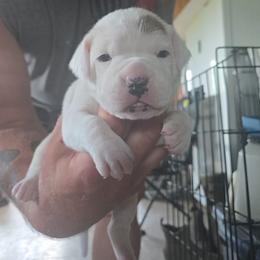 Megan - White and brown female American Bulldog puppy in Abita Springs, Louisiana from Slumski's Bulldogs
