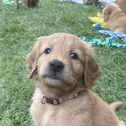 Grey boy has a sweet and energetic spirit - Dark golden male Golden Retriever puppy in Aumsville, Oregon from Bigfoot Goldens AKC Registered Dark Red