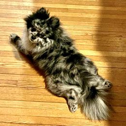 Pomeranian Puppies from Caitlyn's Pomeranians