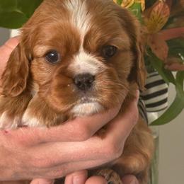 Reah - Ruby female Cavalier King Charles Spaniel puppy in Smithfield, Utah from Bella Notte Cavaliers