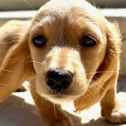 Dachshunds from Barrett Skidmore