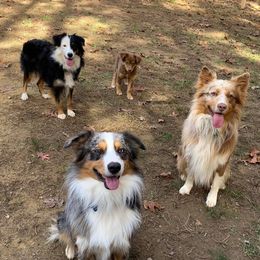 Miniature Australian Shepherds from Welch’s Mini Aussie’s