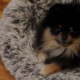 Sassy - Pomeranian