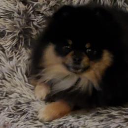 Sassy - Pomeranian