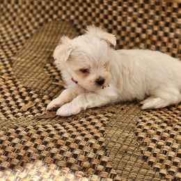 Maltese Puppies from My Precious pups
