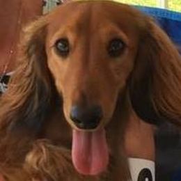 Dachshunds from Dash'N Doxies Miniature Longhair Dachshunds