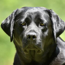 Labrador Retrievers from Champion K9