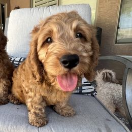 Goldendoodle Puppies from az_doodlesoflove