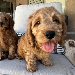 Goldendoodle Puppies from az_doodlesoflove