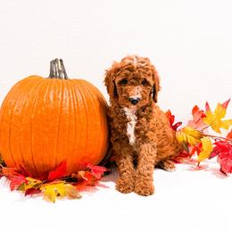 Ms Pink - Red  female Goldendoodle puppy in Kissimmee, Florida from Poodle Doodle Kennels