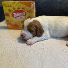 Pizza Roll - White and orange male Brittany puppy in Downers Grove, Illinois from Attitude Brittanys