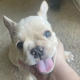 French Bulldogs from Marvin's Frenchies