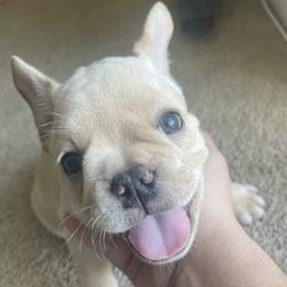 French Bulldogs from Marvin's Frenchies