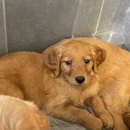 Purple collar female - Dark golden female Golden Retriever puppy in Yucaipa, California from Blessed Goldens