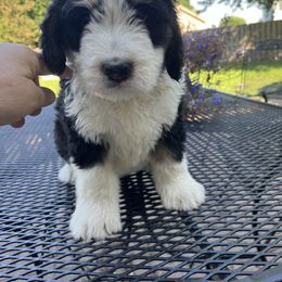 Bernedoodle Puppies from Busacker Babies