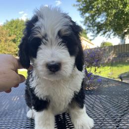 Bernedoodle Puppies from Busacker Babies