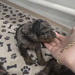 White Collar Male - Merle male Double Doodle puppy in Killeen, Texas from Parrish Precious Ones Texas