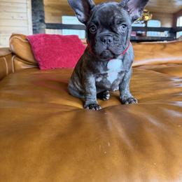 Mulberry - Brindle female French Bulldog puppy in Millville, California from Wooftown Kennels