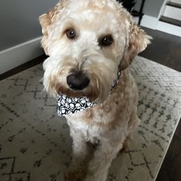 Moe - Goldendoodle