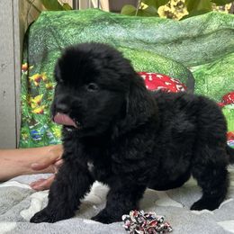 Roxy - Black female Newfoundland puppy in Squaw Valley, California from Bear Mountain