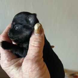 Trident - Chocolate blue male Chihuahua puppy in Tecumseh, Oklahoma from Callie’s Happy Chihuahuas, Callie’s Happy Treasures LLC