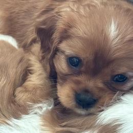 Bruce - Blenheim male Cavalier King Charles Spaniel puppy in University Place, Washington from Crosby's Cavaliers