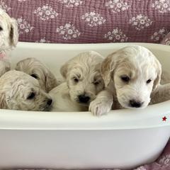 Goldendoodle Puppies from Hani's family