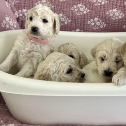 Goldendoodle Puppies from Hani's family