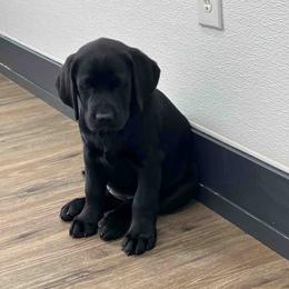 Labrador Retriever Puppies from Branley's Riverside Labradors
