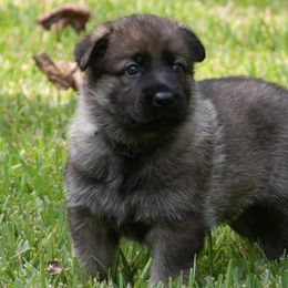 Scout (blue collar) - Sable German Shepherd puppy in North Carolina from Living Waters Shepherds