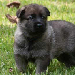 Scout (blue collar) - Sable German Shepherd puppy in North Carolina from Living Waters Shepherds