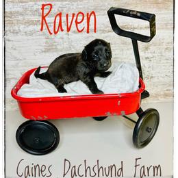 Raven - Brindle female Dachshund puppy in Cincinnati, Ohio from Caines Dachshund Farm