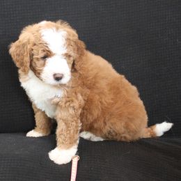 Daisy - Red female Bernedoodle puppy in Westminster, South Carolina from Goldendoodlepuppiessc