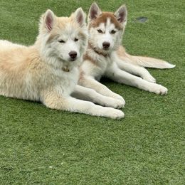 Siberian Husky Puppies from Young Orchard Siberians