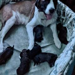 Saint Berdoodle Puppies from Brewer's Doodles