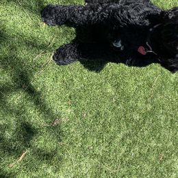 Scarlet - Goldendoodle