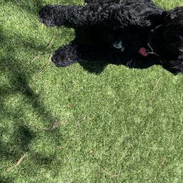 Scarlet - Goldendoodle