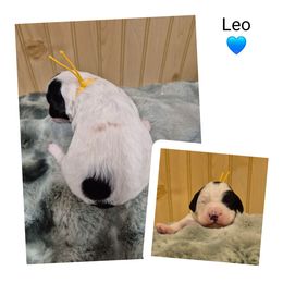 Leo - Black and white male Springerdoodle puppy in Freeland, Michigan from McNally's Springer Spaniels