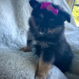 Fifi - Tri-colored female Pomeranian puppy in Ann Arbor, Michigan from Pleasant Lake, Pom Pups