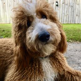 King - Goldendoodle