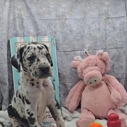 Jack - Harlequin male Great Dane puppy in Caldwell, Idaho from Miner's Dynamic Danes