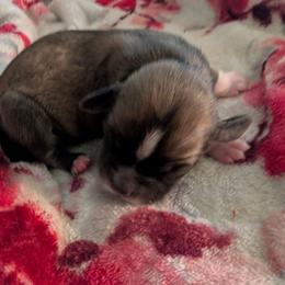 Koko - Brown female Lhasa Apso puppy in Fort Worth, Texas from Cynthia's Lhasa Apsos